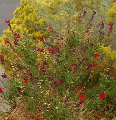 Red Sage